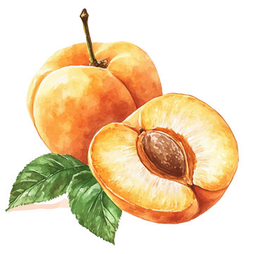 Ripe Apricot, watercolor clipart vector, isolated on a white background.