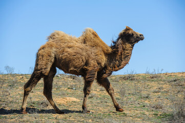Camel Standing in the Sun on a Dry Landscape