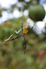 A yellow stomach spider, known for its vibrant yellow abdomen and small, agile body, sits quietly on a leaf. Its contrasting black legs and quick movements make it a fascinating yet elusive insect in 