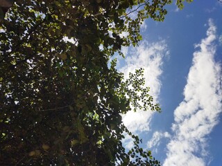 Lush tree branches from below.