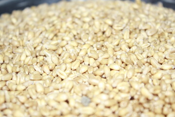 A close-up view of a pile of wheat grains (Triticum spp.). The grains are oval-shaped, with hues of beige and a smooth texture.
