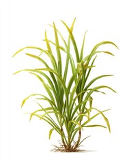 Fototapeta premium Lush green grass tuft against white