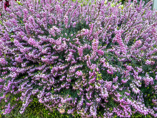 Fototapeta premium Common heather