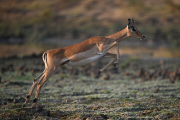 Female impala jumping up using hind legs