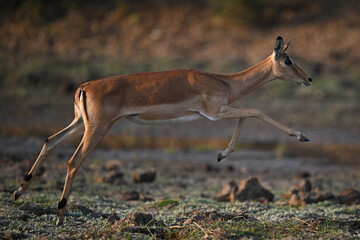 Female impala jumps with forelegs in mid-air
