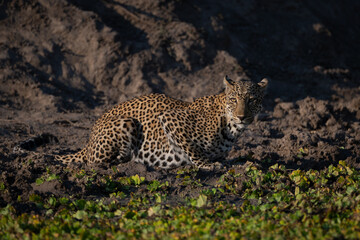 Female leopard lies beside waterhole watching camera