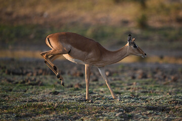 Female impala lands on forefeet on savanna