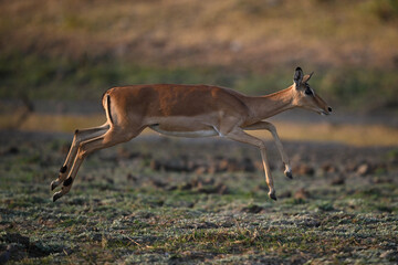 Female impala jumps across savanna in sun