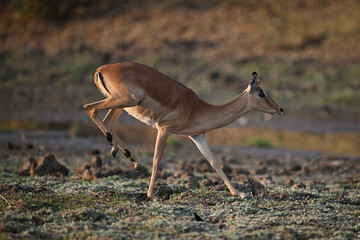 Female impala lands big jump on forefeet