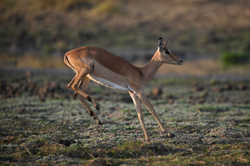 Female impala lands on grass with forelegs