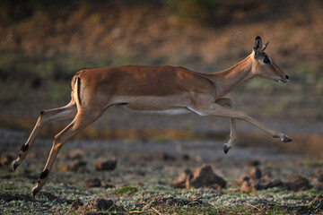 Female impala jumps with legs off ground