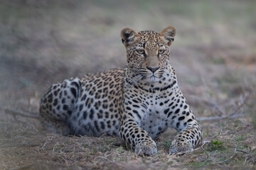 Female leopard lies staring on fallen branches