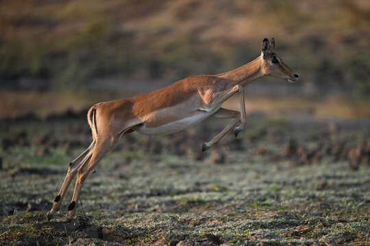 Female impala jumping up using hind legs