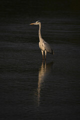 Grey heron standing in river casting reflection