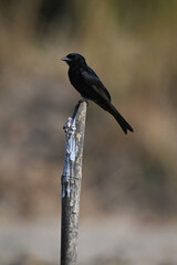 Fork-tailed drongo watches camera on tilting post