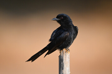 Fork-tailed drongo turns head on wooden post