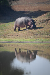 Hippo walks beside lagoon reflected in water