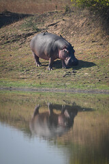 Hippo walks by lagoon reflected in water
