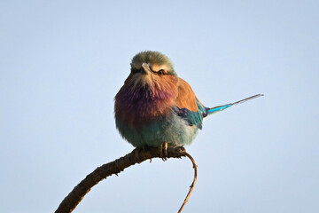 Lilac-breasted roller faces camera on gnarled branch