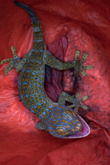 a gecko with a red background