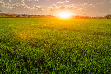 Young cereal field in countryside during sunset