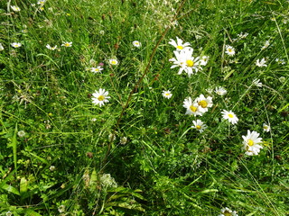 daisies in the grass