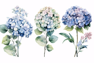 Watercolor Flowers Bouquets, illustration background