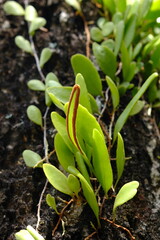 Pyrrosia piloselloides is one of several types of epiphytic ferns known as dragon scales, duduitan, or penny leaves. Sisik naga, daun picisan 