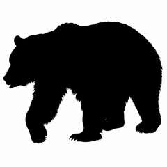 Silhouette of a Walking Bear Isolated on White Background
