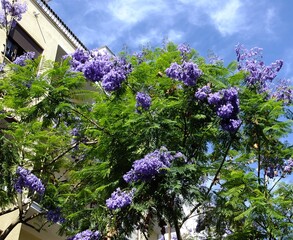 Jacaranda mimosifolia tree blooming near building under blue sky