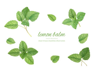 水彩で描いたレモンバームのイラスト素材 © fuufuu