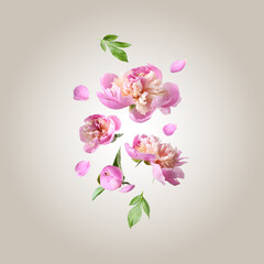 Beautiful peony flowers and green leaves falling on beige gradient background