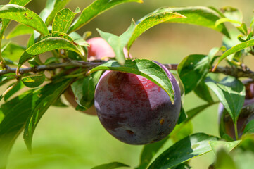 Purple plums ripening on tree branches under the sun in a Cyprus garden.