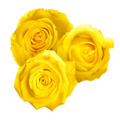 Beautiful yellow rose flowers isolated on white