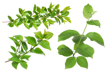 Branches with green leaves on white background, collage