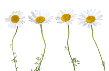 Beautiful chamomile flowers on white background, set