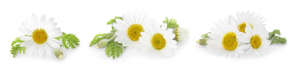 Fototapeta premium Beautiful chamomile flowers on white background, set