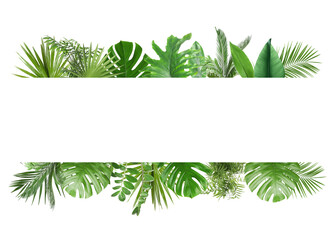 Fototapeta premium Fresh green tropical leaves on white background. Space for text