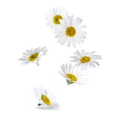 Beautiful chamomile flowers falling on white background