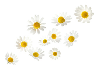 Beautiful chamomile flowers falling on white background