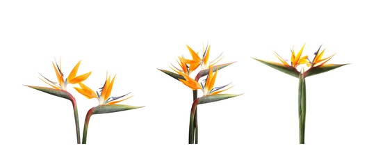 Bird of Paradise tropical flowers on white background, set
