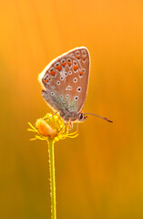 Obraz premium Motyl Modraszek Ikar , wiosenna łąka, zachód słońca, tapeta, dekoracja.