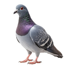 Obraz premium Pigeon isolated on transparent background.