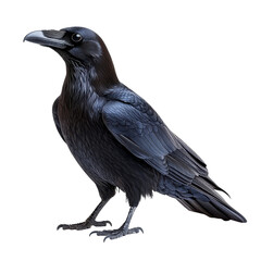 Raven isolated on transparent background.