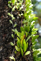 Pyrrosia piloselloides is one of several types of epiphytic ferns known as dragon scales, duduitan, or penny leaves. Sisik naga, daun picisan 