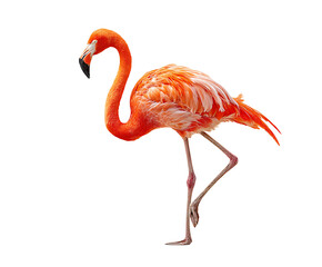 Flamingo in Grace: A vibrant flamingo, showcased against a clean backdrop, stands elegantly with its striking pink plumage. This image evokes a sense of tropical beauty and avian grace.