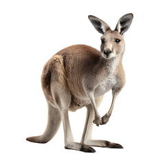 Kangaroo in the Spotlight: A majestic kangaroo stands in a moment of stillness, captured in lifelike detail with subtle hues and textures that highlight the animal's unique physique.