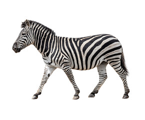 Zebra in Motion: A photorealistic depiction of a zebra, its striking black and white stripes creating a mesmerizing pattern, traversing across a natural plain.