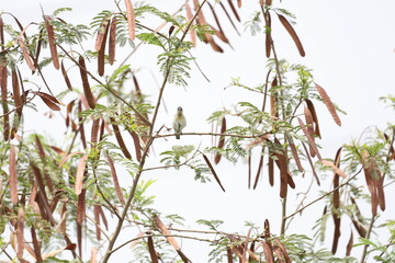 Purple sunbird female in jungle