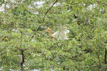 Eastern cattle egret 